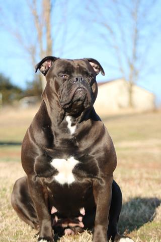 black american bulldog puppies