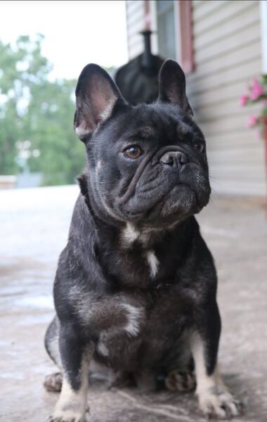 Puddin Pop - French Bulldog Dam