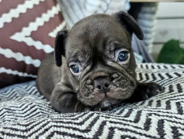 Huxley - French Bulldog Puppy