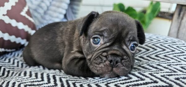 Huxley - French Bulldog Puppy