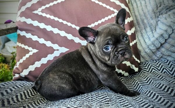 Murphy - French Bulldog Puppy