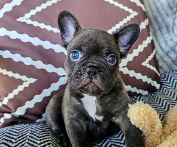 Murphy - French Bulldog Puppy