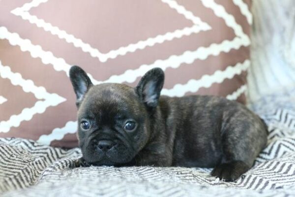 Poe - French Bulldog Puppy