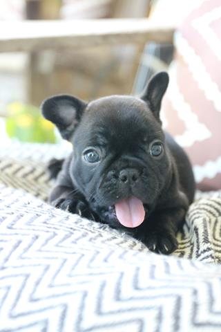 Ziggy - French Bulldog Puppy