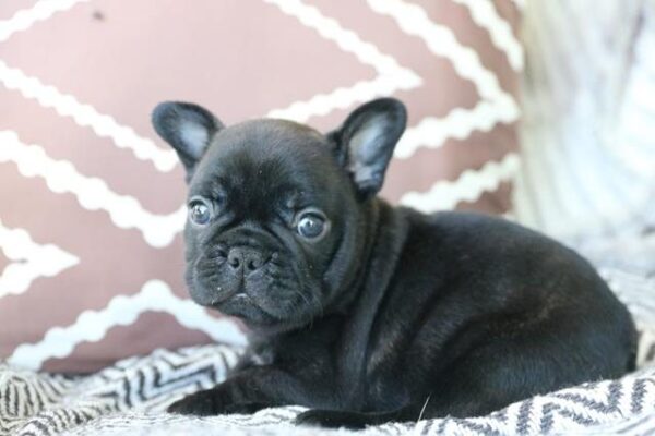 Ziggy - French Bulldog Puppy