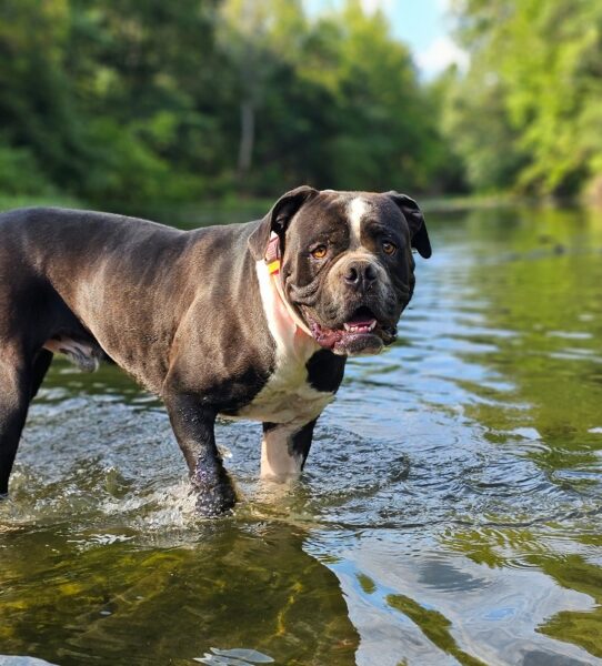 Boomer - American Bulldog Sire