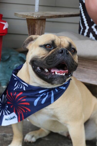 Nala - American Bulldog Dam