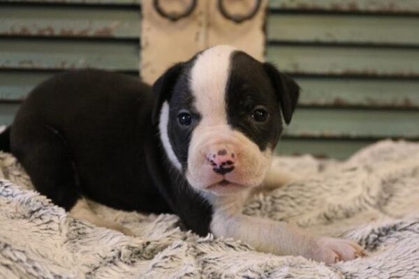 Oscar - American Bulldog Puppy