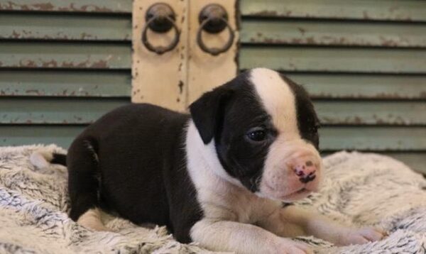 Oscar - American Bulldog Puppy