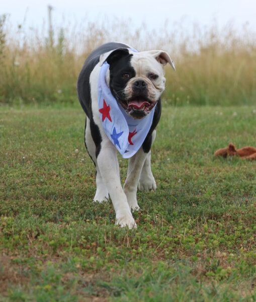 Storm - American Bulldog