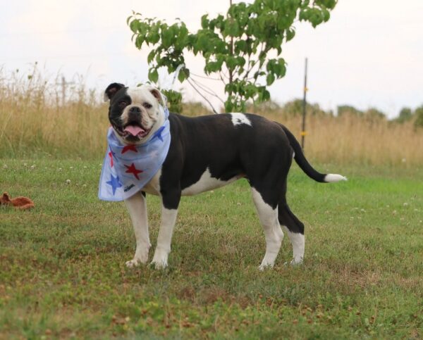 Storm - American Bulldog