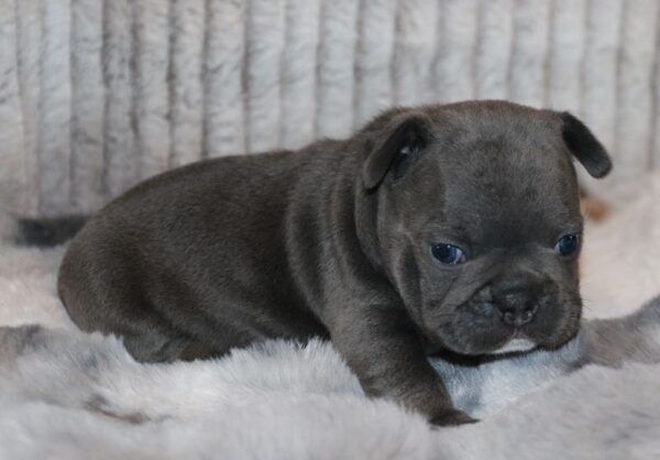 Shepherd - French Bulldog Puppy