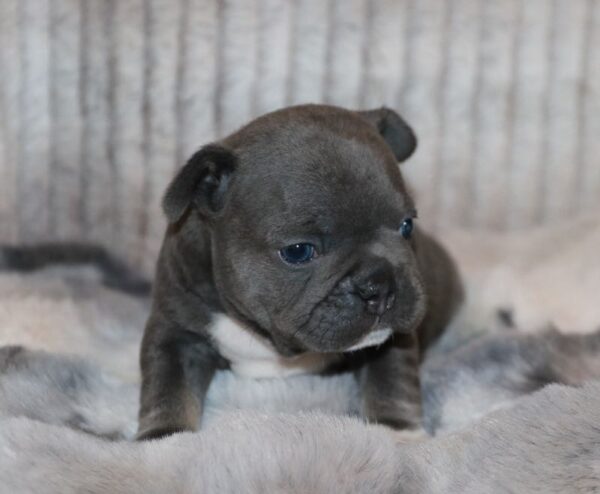 Shepherd - French Bulldog Puppy