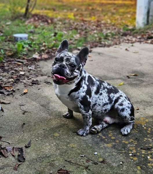 Chaos - French Bulldog Sire