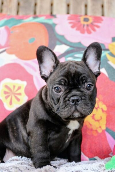 Mr Miyagi - French Bulldog Puppy