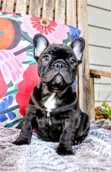 Mr Miyagi - French Bulldog Puppy